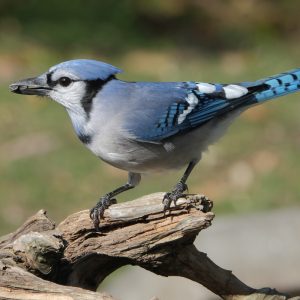 Blue Jay on a branch