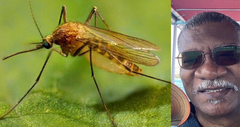 mosquito next to photo of author Sam Dowding