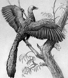 Drawing of a bird with wide wings and a long tail feather perched on a tree branch.