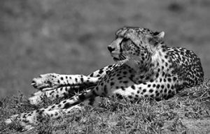 A cheetah lying down in the wild.