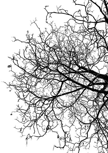 Dark silhouette of a bare tree on a white background.