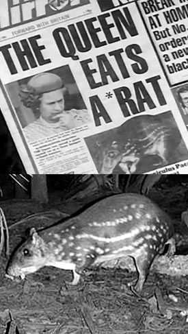 "The Queen Eats a *Rat" title on the Mirror publication, and a photo of an actual gibnut in nature.