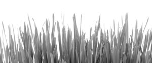 grass