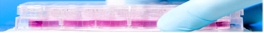 Closeup of a blue gloved finger next to pink colored liquid in small petri dishes