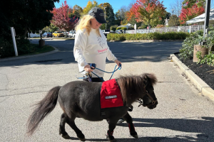 Hayley K. Holzhacker with a miniature therapy horse.