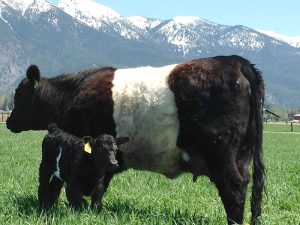 A belted cow named “Double Stuff” with calf in a green pasture with snow capped mountains in the background.